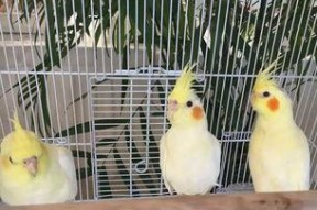 娱乐吃瓜君鸽子,揭秘娱乐圈背后的那些事儿